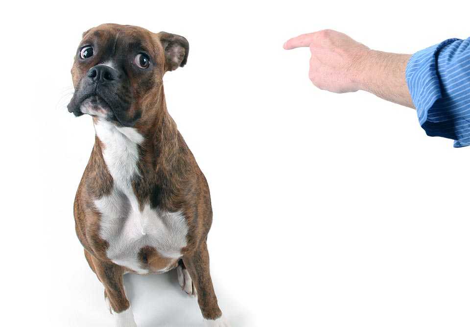 Как правильно наказывать собаку