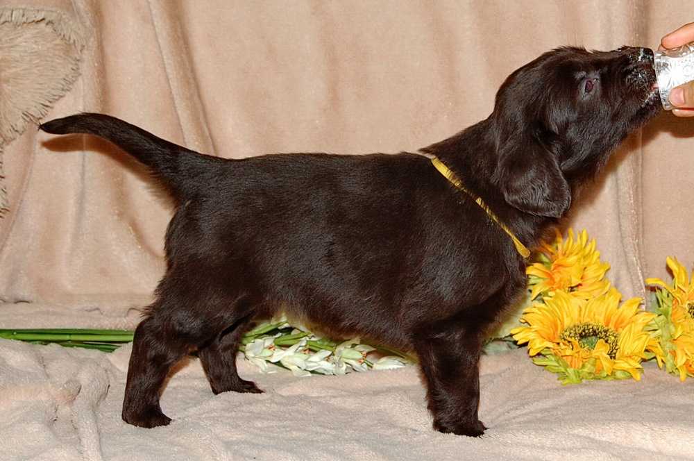 Черный волосатый лабрадор: охотничья порода собак (прямошерстный ретривер)