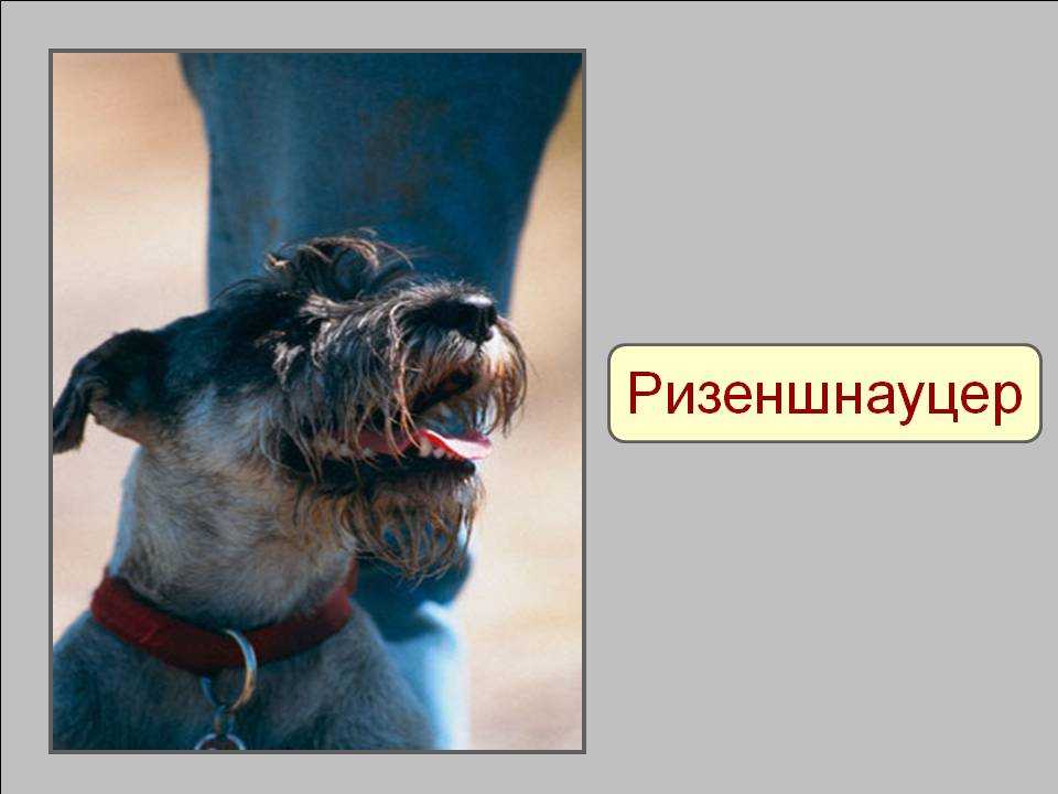 Ризеншнауцер: характеристика, особенности собаки и щенка с фото, обзор породы, описание стандарта, размер и вес, цена