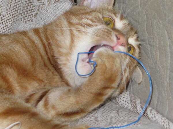 Могла ли кошка съесть нитку