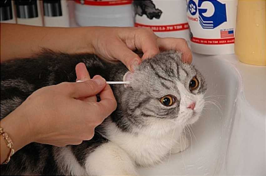 Для чего кошкам волосы в ушах