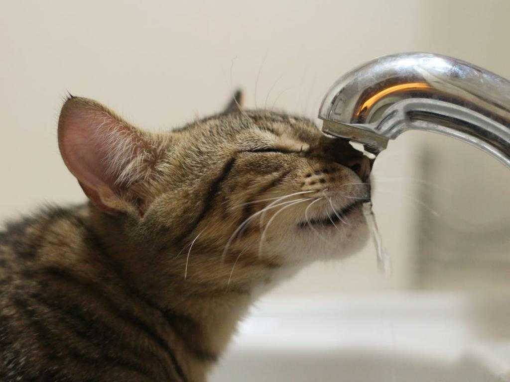 Почему кошка пьет много воды (полидипсия): ветеринарная служба владимирской области