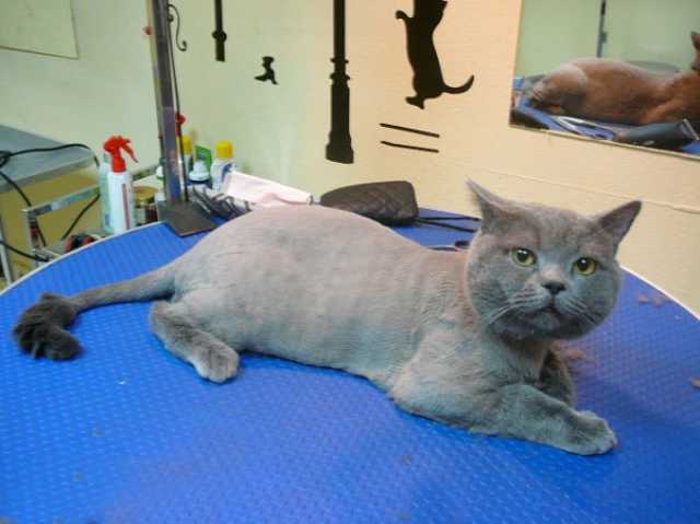 Можно ли подстричь беременную кошку