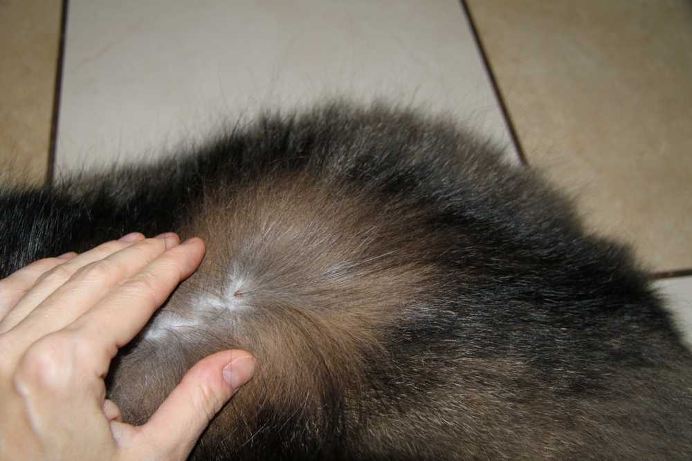 Выпадение шерсти у кота: признаки патологической алопеции