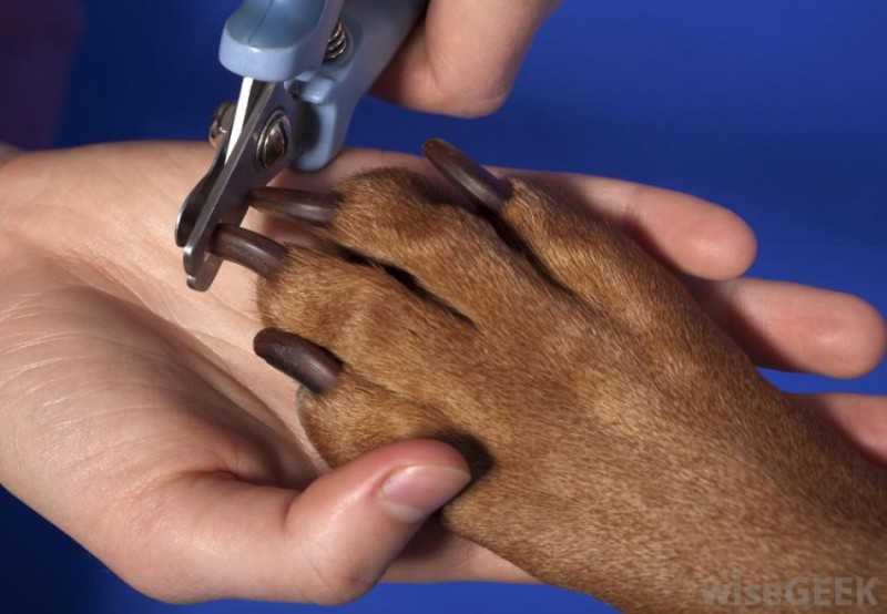 Стрижка когтей собаки: все, что нужно знать о процедуре
