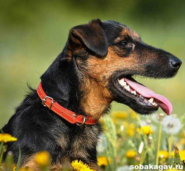 Немецкий ягдтерьер собака. описание, особенности, виды, уход и цена породы | животный мир