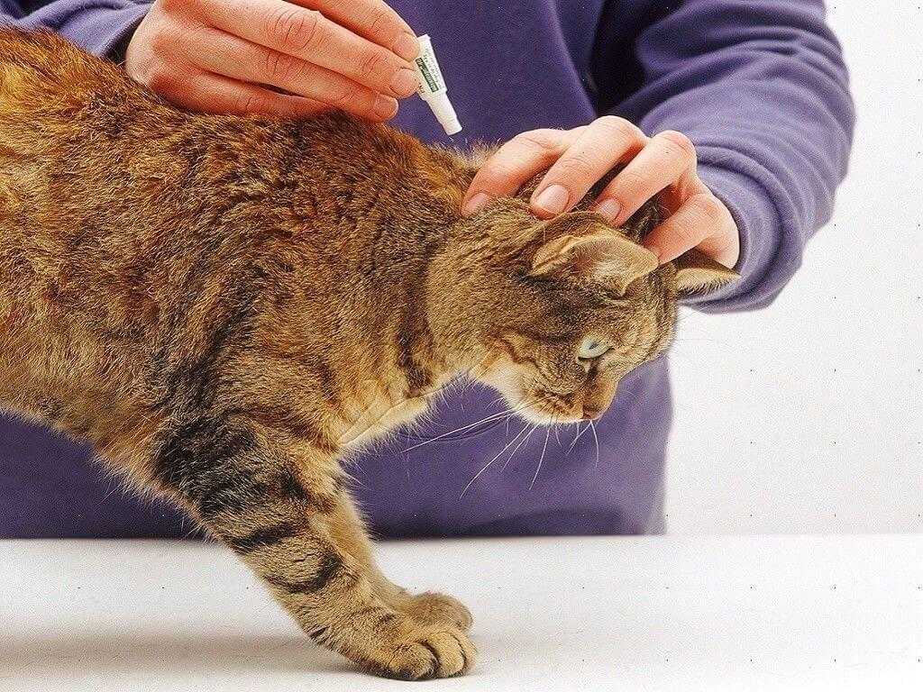 Отравление у кошки - первая помощь при отравлении. ветеринарная клиника "зоостатус"