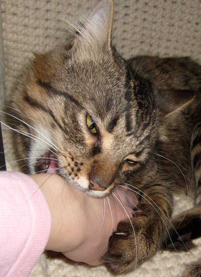 Почему кусаются кошки | блог ветклиники "беланта"