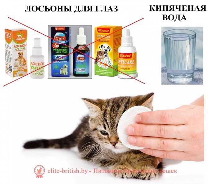 Болезни британских кошек и их симптомы, вакцинация, как ухаживать, особенности вязки породы