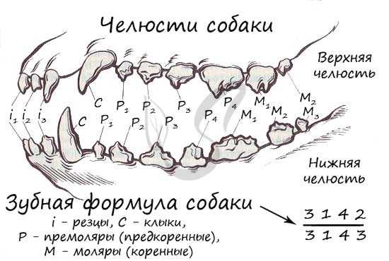 Коренные и молочные зубы у собак | смена, в каком возрасте, схема
