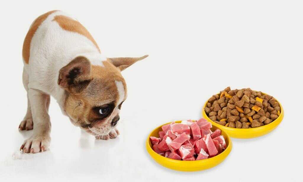 Чем кормят собак японский хин