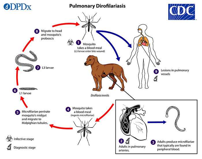 Можно ли заразиться глистами от собаки: самые опасные виды паразитов, методы профилактики
