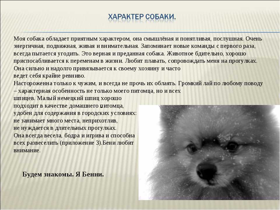 ᐉ порода собак самоед почему так называется? - zoomanji.ru