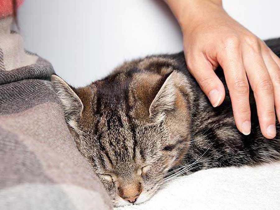 Почему кошки чихают: что делать хозяину, причины и последствия, сопутствующие симптомы, лечение