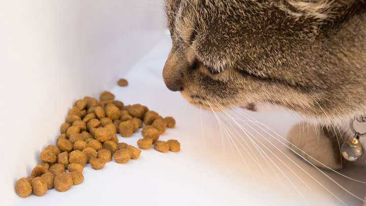 Как насильно покормить кота? кот не ест.