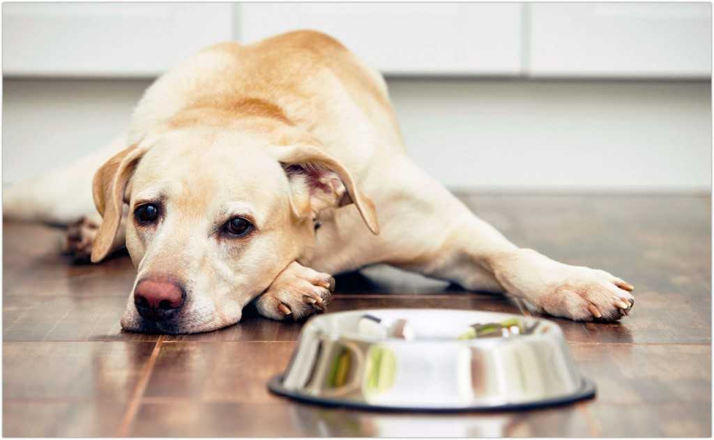 Почему собака отказывается есть сухой корм.