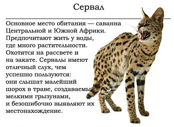 Одним из самых редких домашних животных является кошка Сервал (или leptailurus). Она обладает необычной внешностью, незаурядным умом и характером, который
