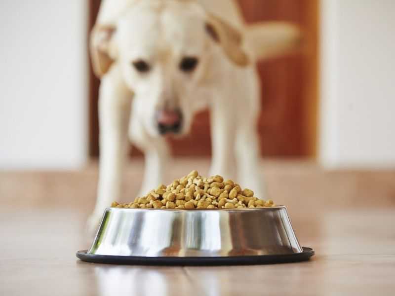 Собака не ест корм: почему так происходит и что с этим делать