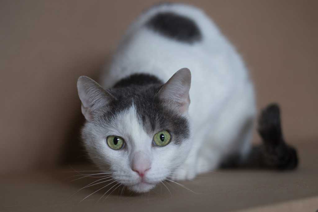 Серая кошка с черными пятнами. Анатолийская кошка белая. Белый кот с серыми пятнами. Белая кошка с серыми пятнами. Бело серая кошка.