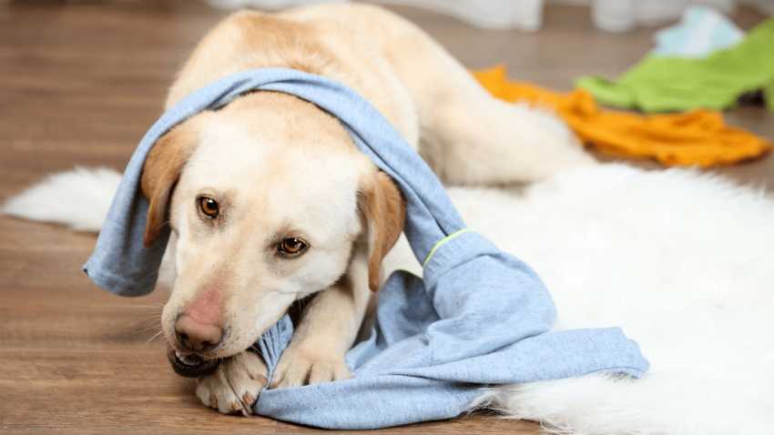 Как отучить собаку грызть вещи: в доме, квартире, народные средства