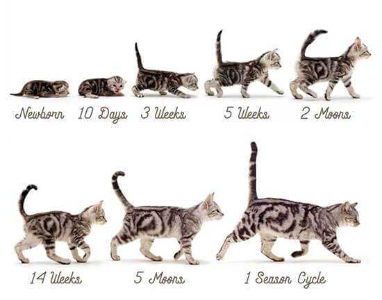 Развитие котят по неделям и по дням после рождения