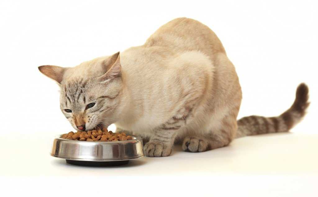 Индивидуальный подбор кормов для кошек и собак ветеринарным врачом-диетологом