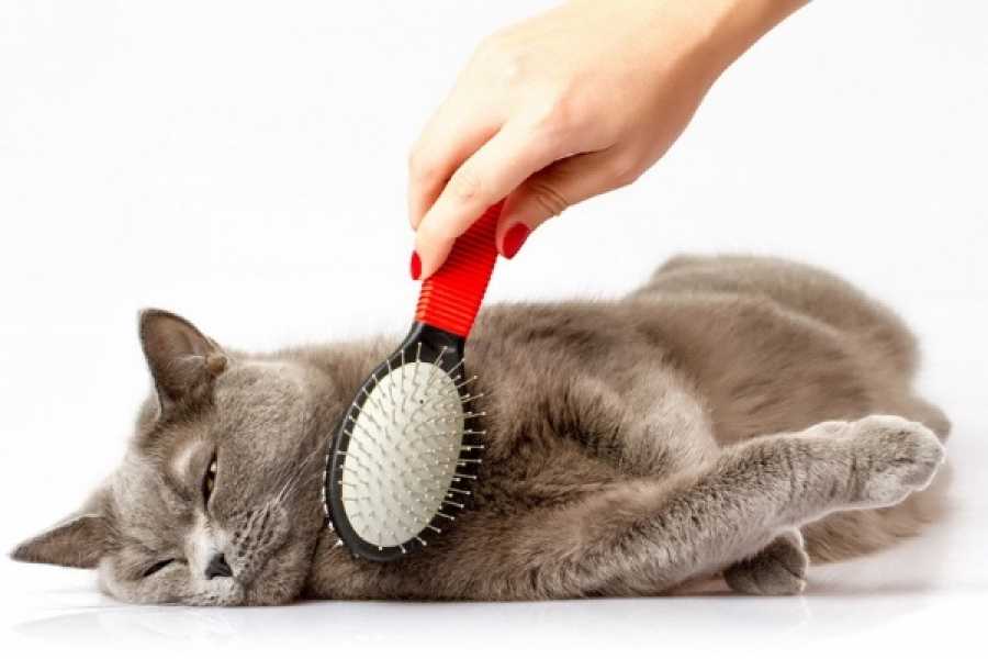 Как правильно чистить уши животным