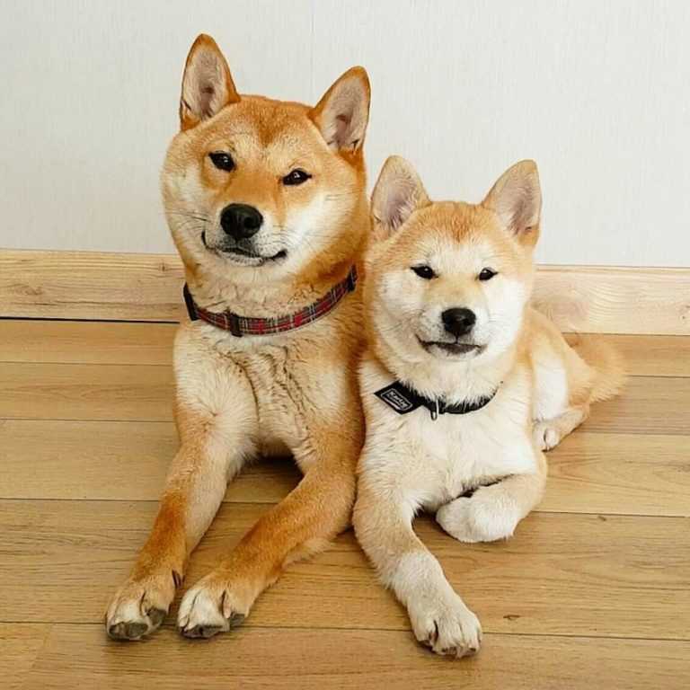 Сиба-ину (66 фото): описание японской породы собак, характер щенков и дрессировка, размеры и характеристика окрасов, отзывы владельцев