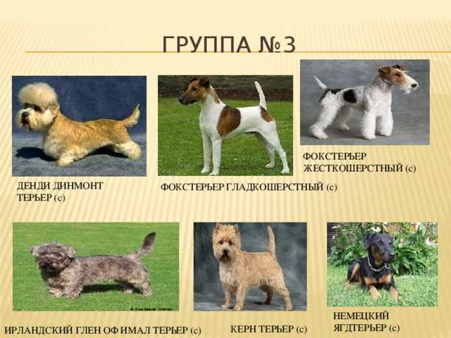 Русский тойтерьер: описание породы, характер собаки и щенка, фото, цена