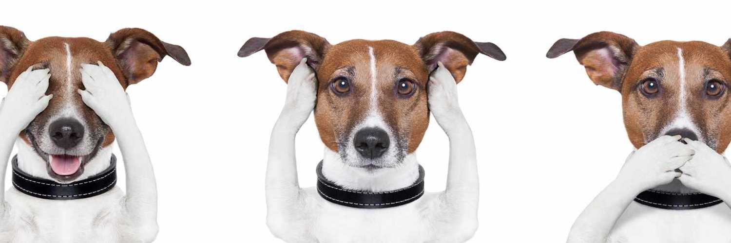 Снижение стресса у животных при посещении ветеринарной клиники