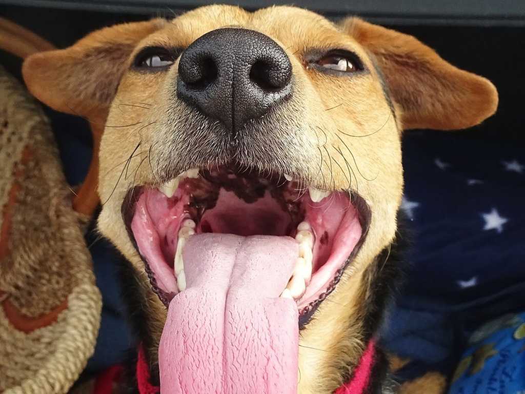 Почему в сильную жару собака высовывает язык из пасти? приведены основные причины, диагностика, лечение, коррекция. что делать?