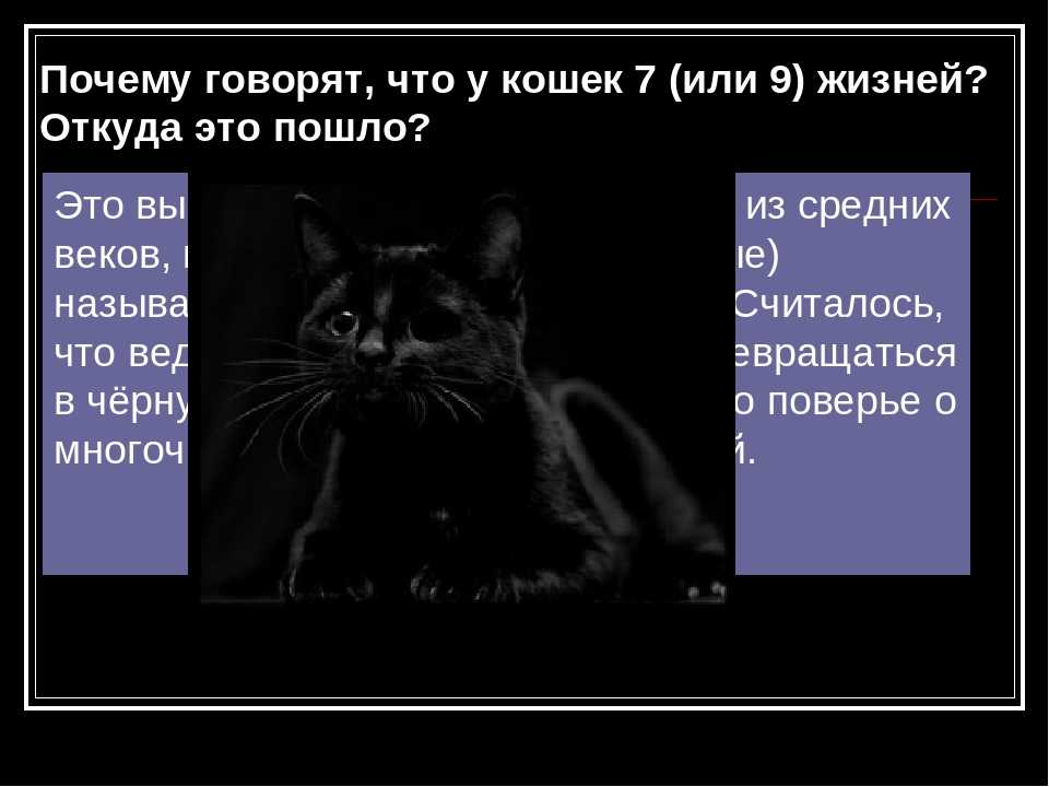 Сколько жизней у кошки Если девять, то почему Этот вопрос интересен многим, кто почитает и любит кошек. А ответ следует искать в природных данных и истории