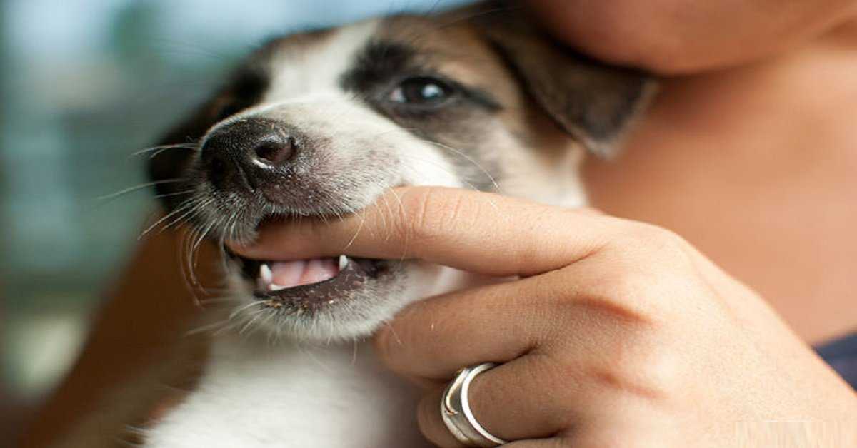 Что делать, если собака кусается? как отучить щенка кусать за ноги и руки: способы дрессировки и профилактические меры