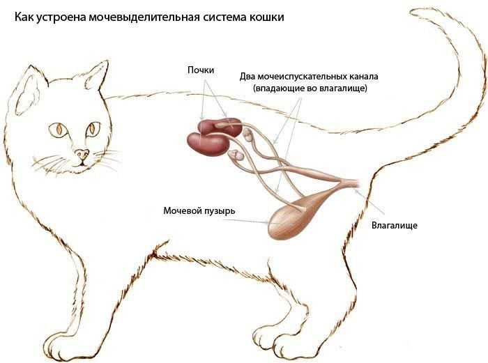 Мочекаменная болезнь у котов