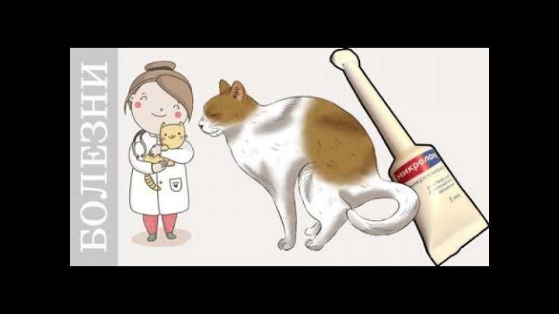 Вазелиновое масло для кота - применение при запорах (вывести шерсть), инструкция, как правильно давать кошке, дозировка котенку, сколько действует