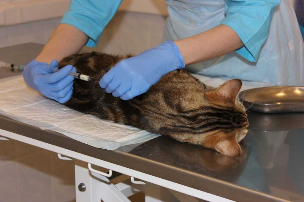 Прежде всего, нужно узнать, в каком возрасте кастрируют котов породы британец. Это необходимо, чтобы обезопасить вашего питомца от побочных эффектов в случае позднего обращения в клинику.