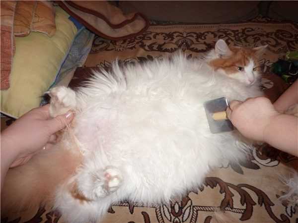 4 причин жирной шерсти у кота - как лечить