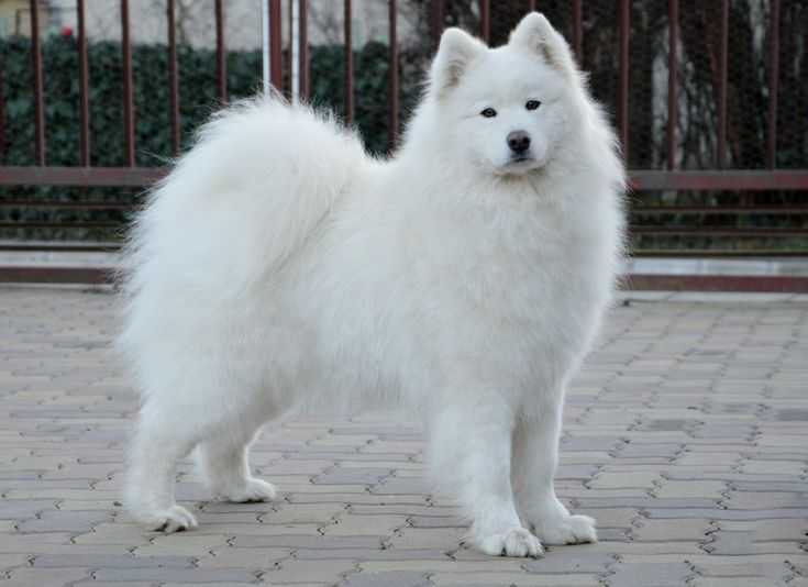 Самоед: самоедская собака (лайка): фото и описание, характер и цена породы