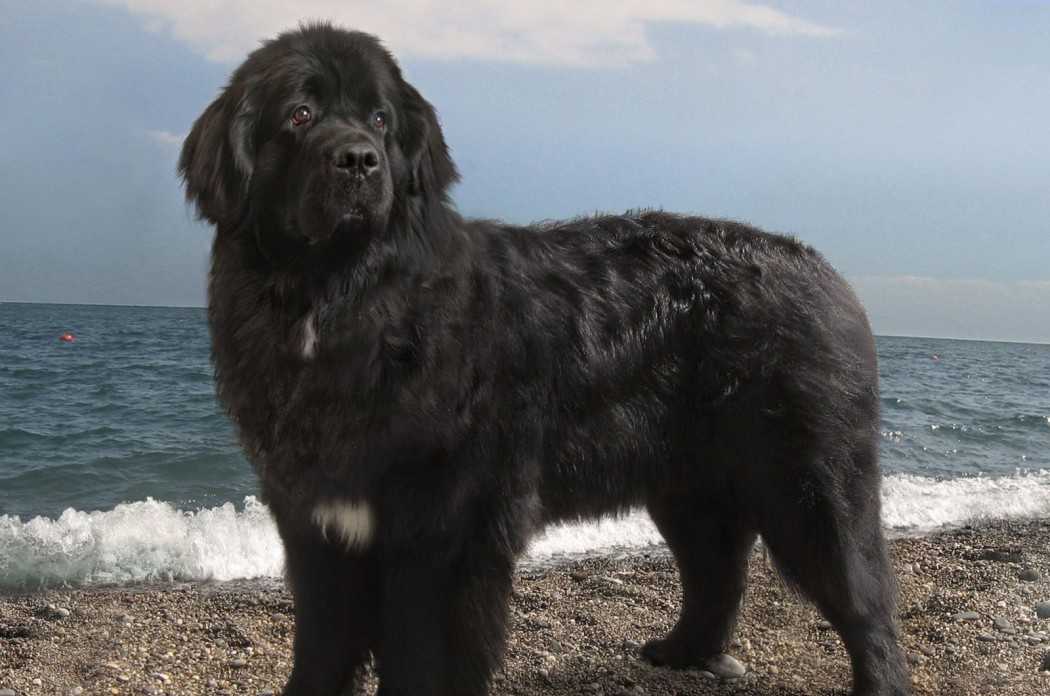 Ньюфаундленд — добродушный великан ⋆ собакапедия