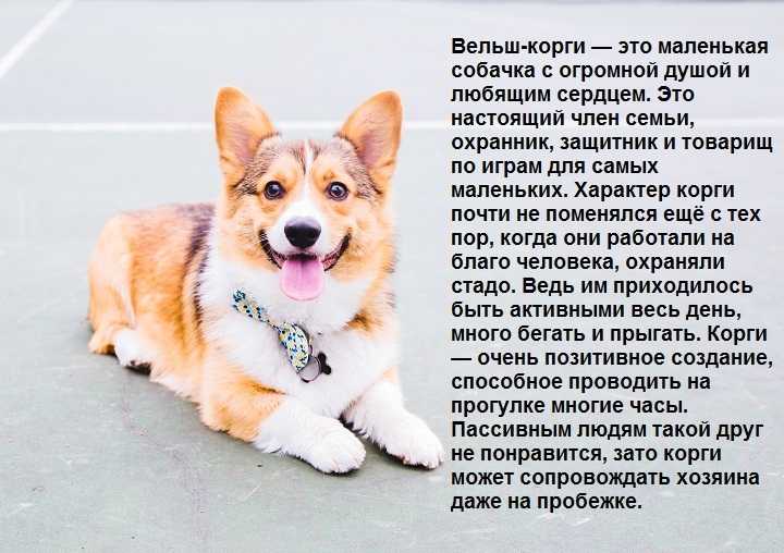 Вельш корги пемброк собака. описание, уход и цена вельш корги пемброк | sobakagav.ru