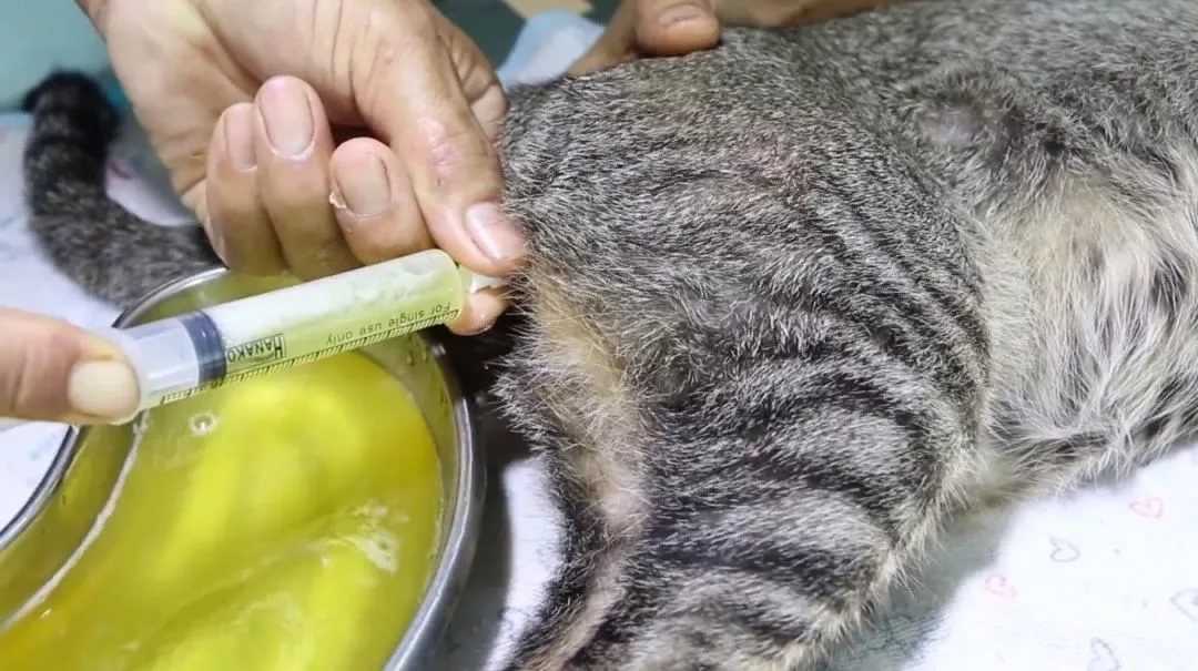 Мочекаменная болезнь у кошек и собак | диагностика и лечение мкб - неовет24 сеть ветеринарных клиник