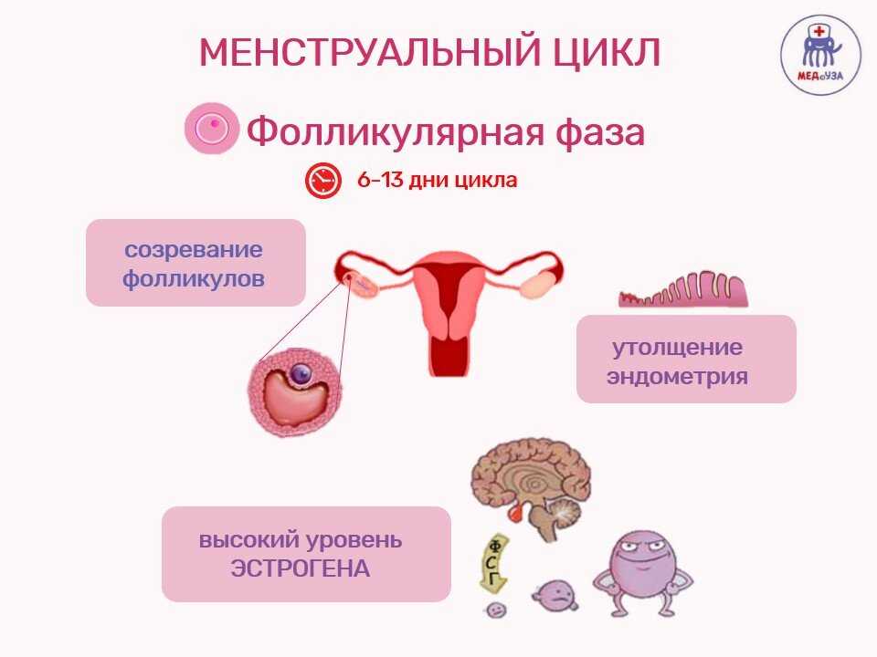 Удаление матки будут ли месячные. Менструальный цикл. Женский менструальный цикл. Нарушение менструального цикла. Менструальный цикл схема.