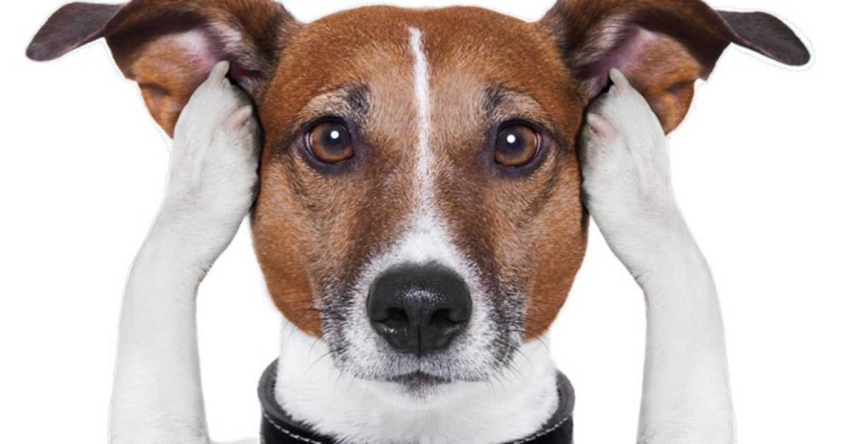 Как человек становится причиной стресса для собаки?