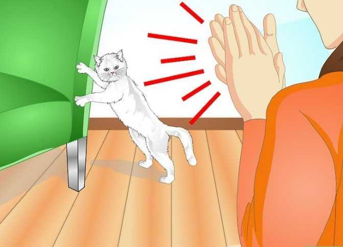 Как отучить кошку драть обои и мебель, советы и основные ошибки хозяев