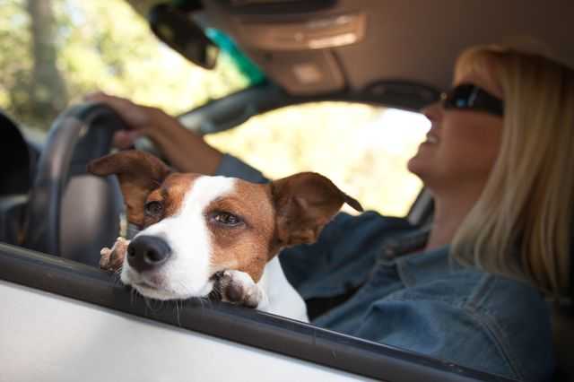 4 способа отучить собаку кидаться на мимо проезжающие машины и прохожих
