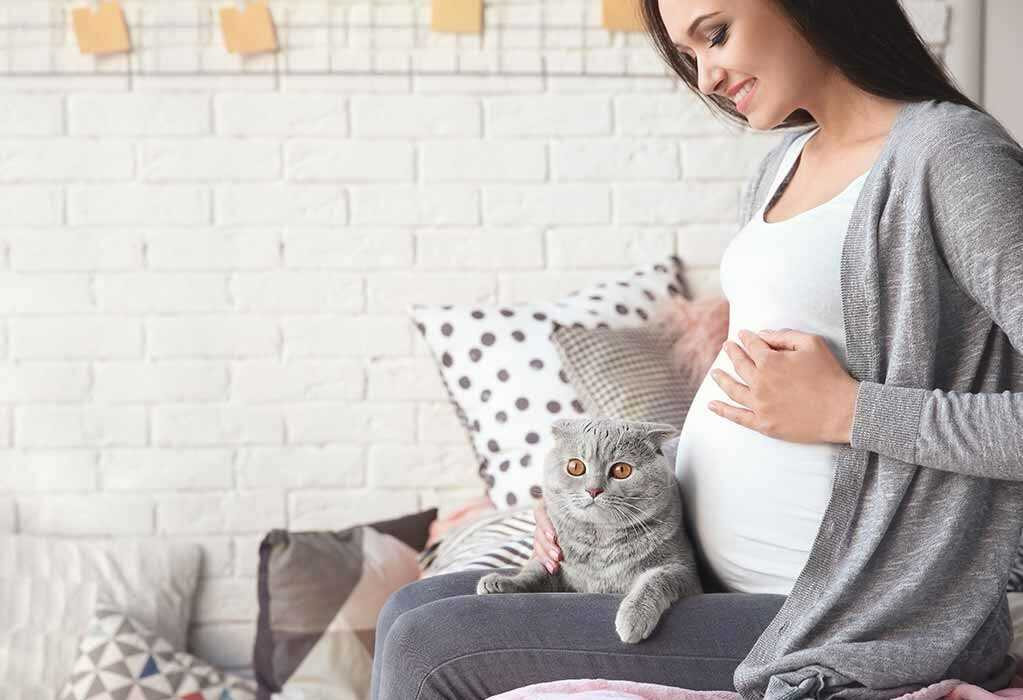 Чувствуют ли кошки (коты) беременность хозяйки?