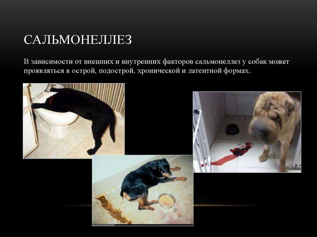 Заболевания центральной нервной системы (эпилепсия, паралич, атаксия) у собаки | болезни собак