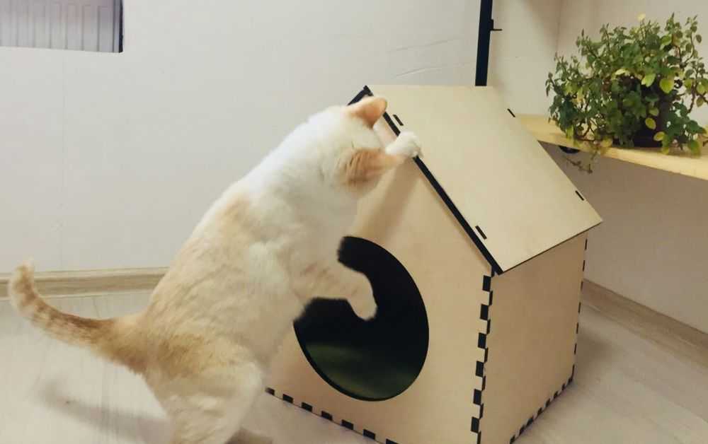 Как приучить кота, кошку, котенка к унитазу в квартире: топ 2 способа