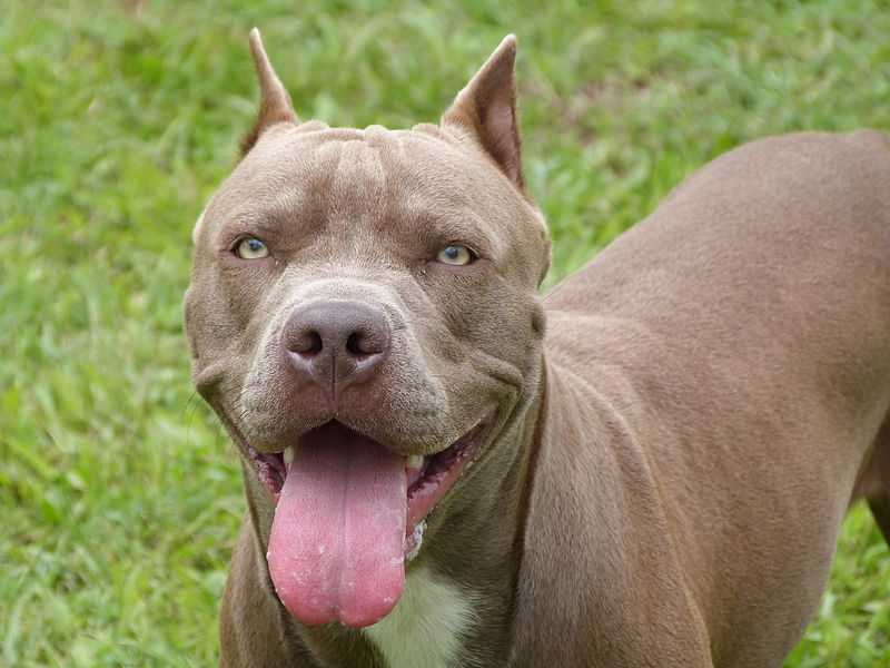 Топ-35 самых добрых пород собак в мире ? с описаниями, фото, видео и ценами | petguru
