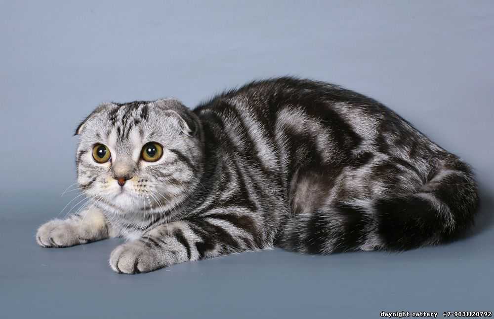 Шотландская вислоухая кошка: описание породы от а до я. фото, интересные факты, цена котят, внешний вид и особенности содержания